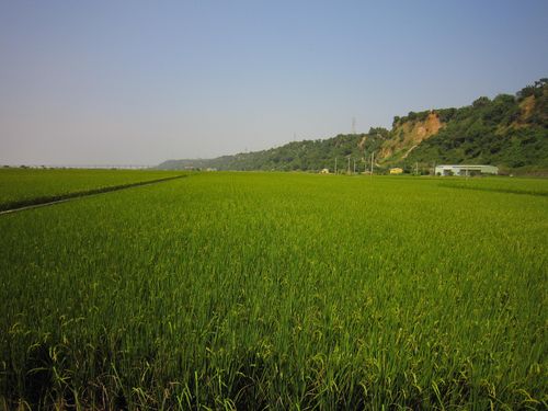 三崁社區規劃無毒米示範區