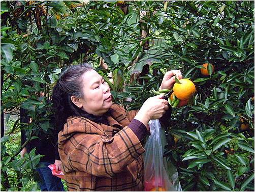 永和社區採果體驗活動，可提升社區間的經濟效益